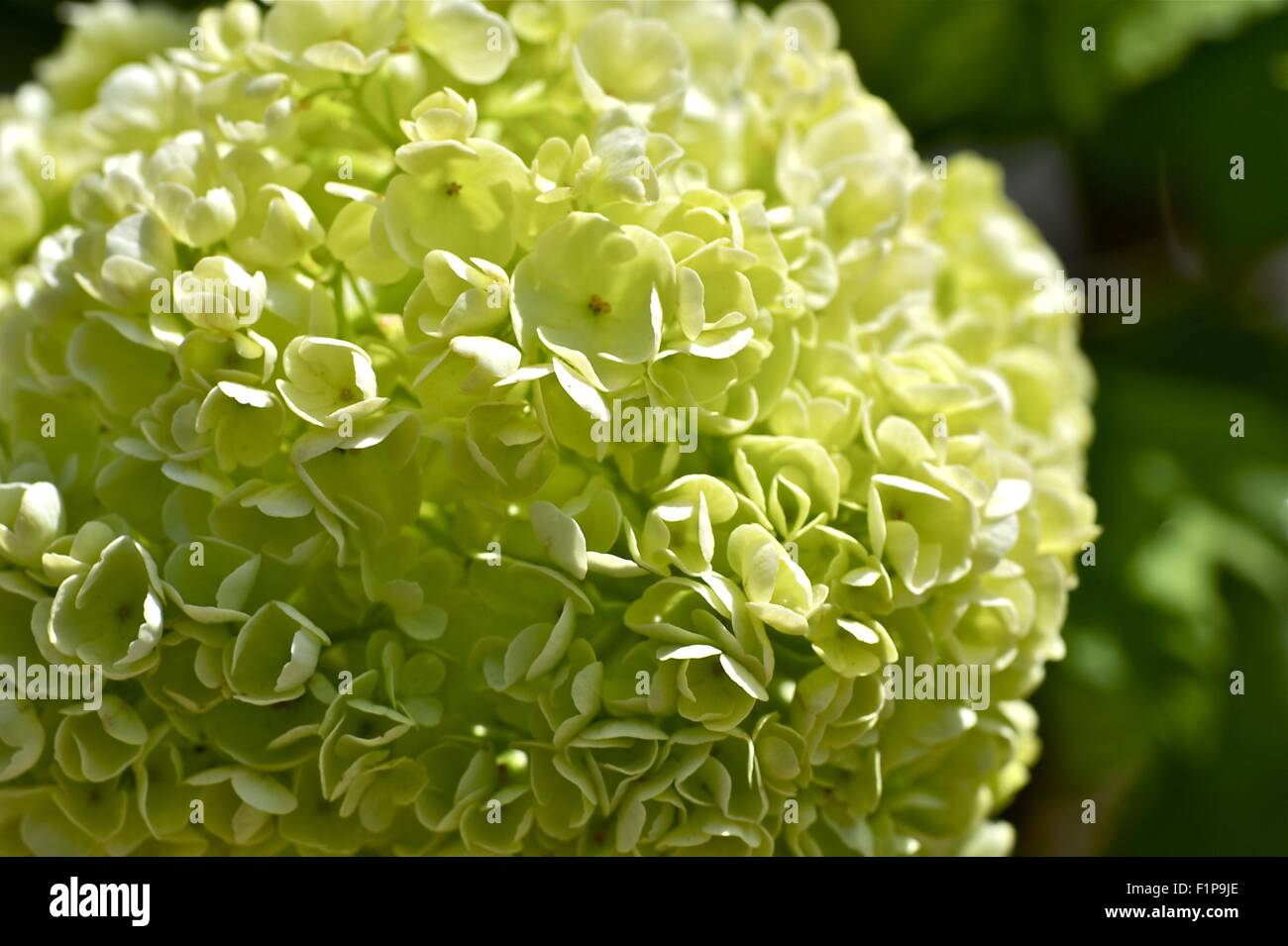 Flowering Nature - Flower Closeup. Natural Photo Collection Stock Photo ...
