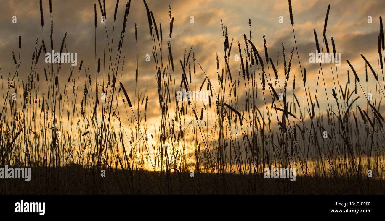 Autumn Sunset and Wild Grass in Dorset Stock Photo