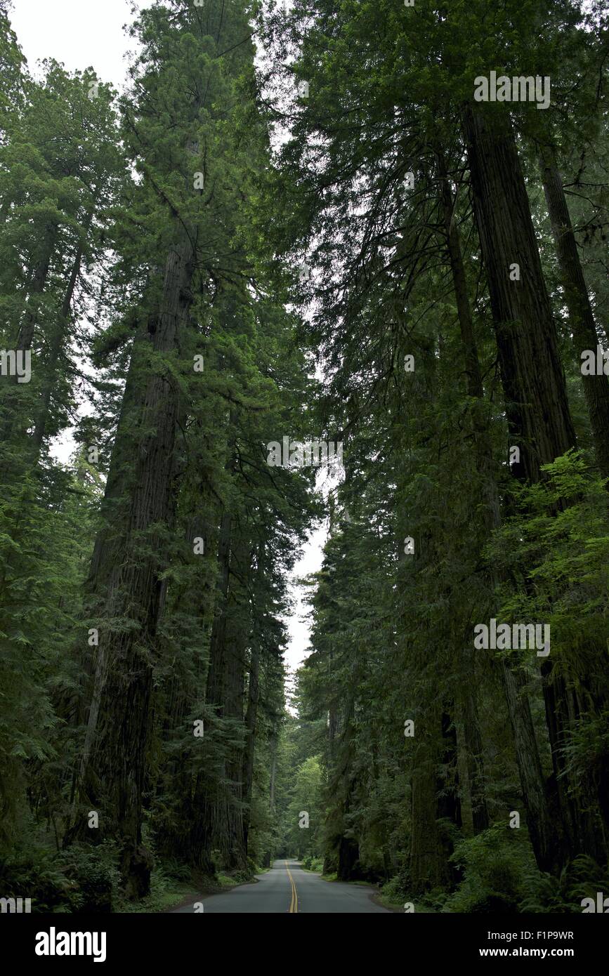 Redwood National Park Road. Giant Coastal Redwood Trees. Crescent City