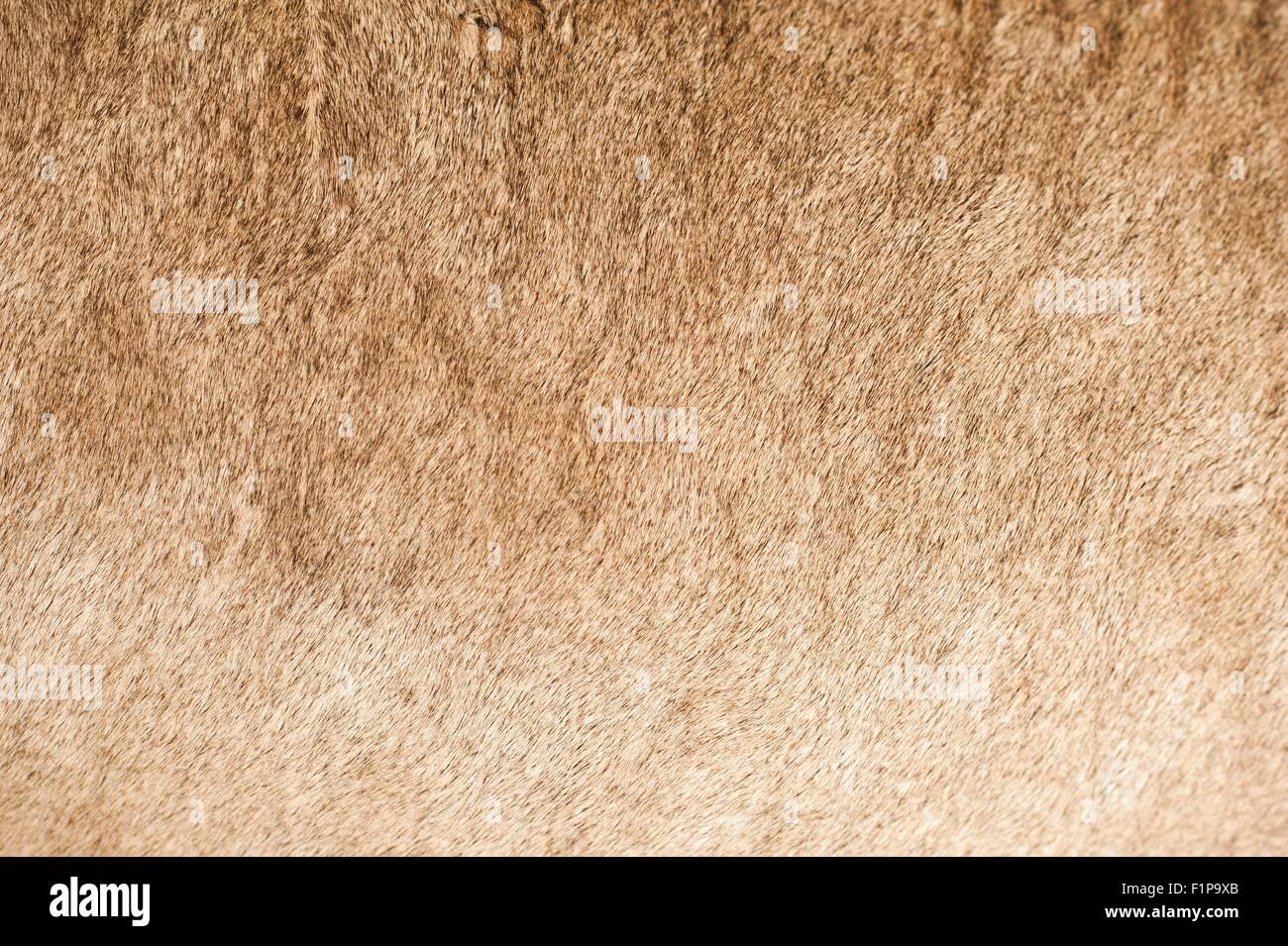 African Lion Coat Closeup Lion Fur Closeup. Real Photo Stock Photo