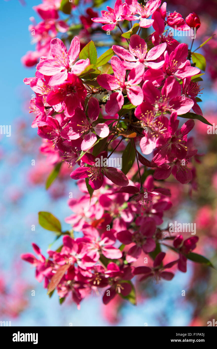 Pink cherry blossom against a blue sky Stock Photo - Alamy