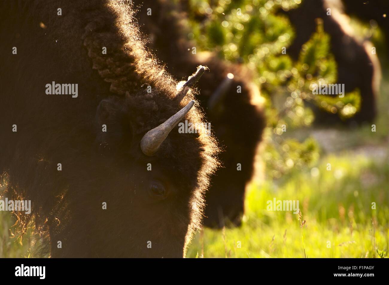 American Buffalo - Wyoming, U.S.A. Yellowstone American Bisons Closeup. Wildlife Photo Collection Stock Photo