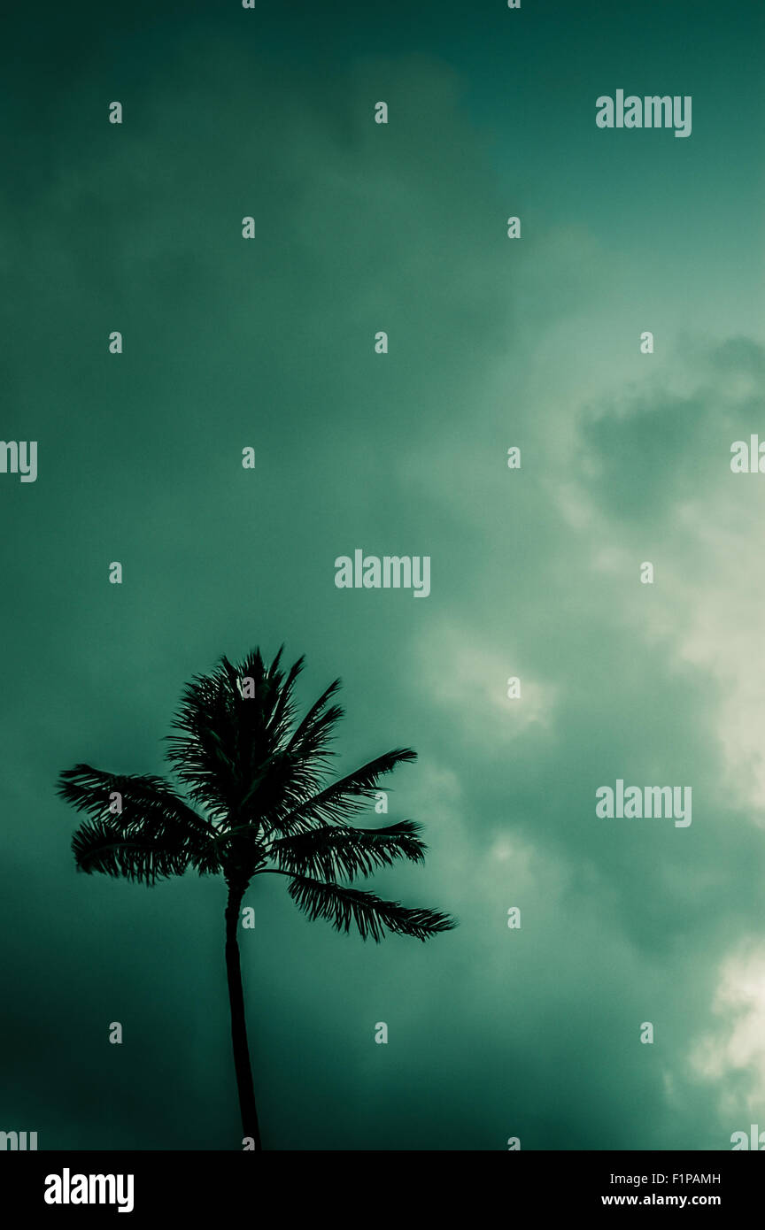 Retro Filtered Photo Of Palm Tree Against Atmospheric Sky In Hawaii Stock Photo