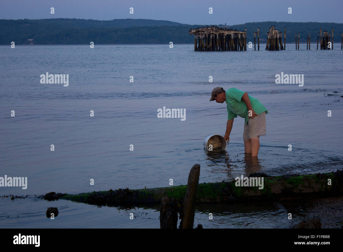 Maine resident filling lobster pot with sea water.  Midcoast Maine, USA. Stock Photo