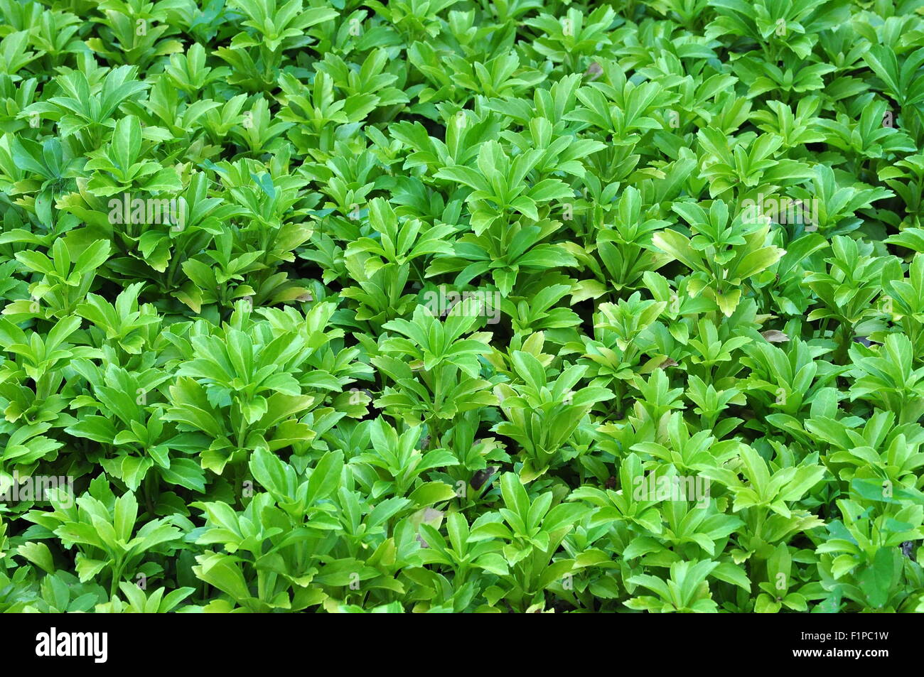 Pachysandra Plant Stock Photo