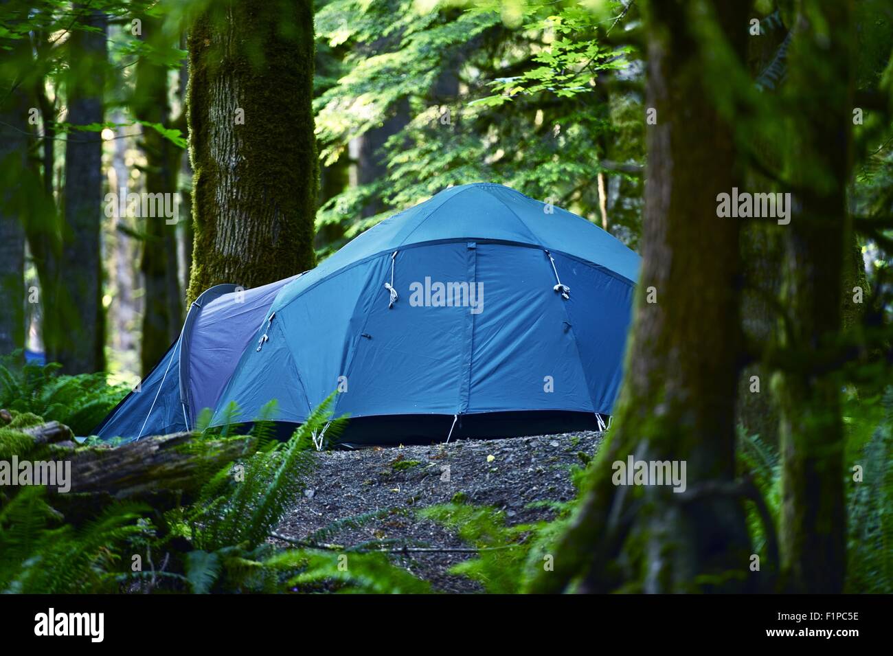 Tent Camping. Large Blue Tent in a Middle of Forest. Outdoor and Recreation Photo Collection. Washington State Forest. Stock Photo