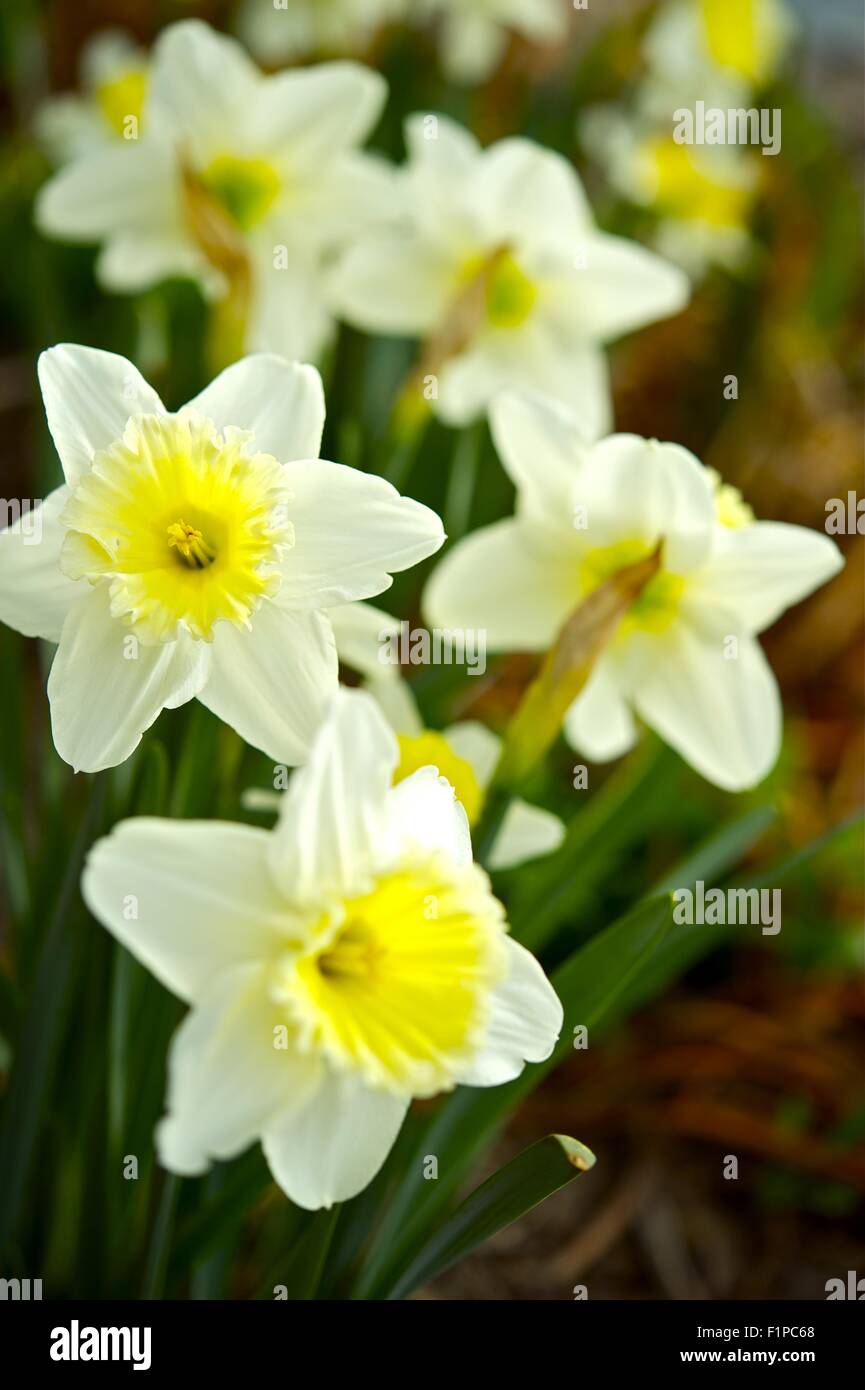 Spring Time Narcissuses - Vertical Photography, Flowers Photo Collection. White-Yellow Narcissus. Stock Photo