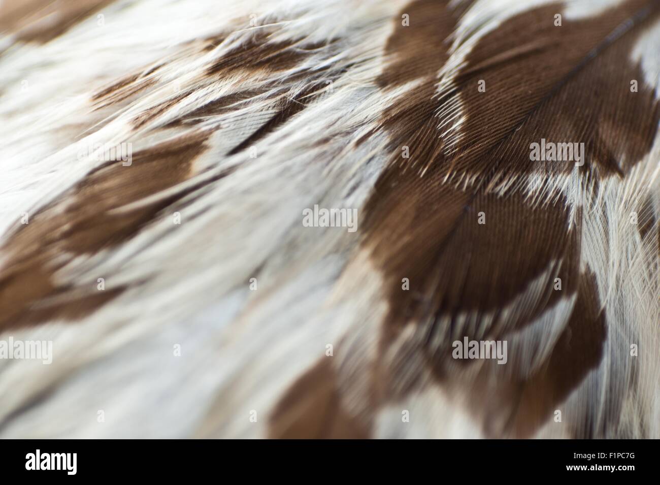 Eagle Feathers Closeup. White Feathers with Brown Spots. Birds Photo