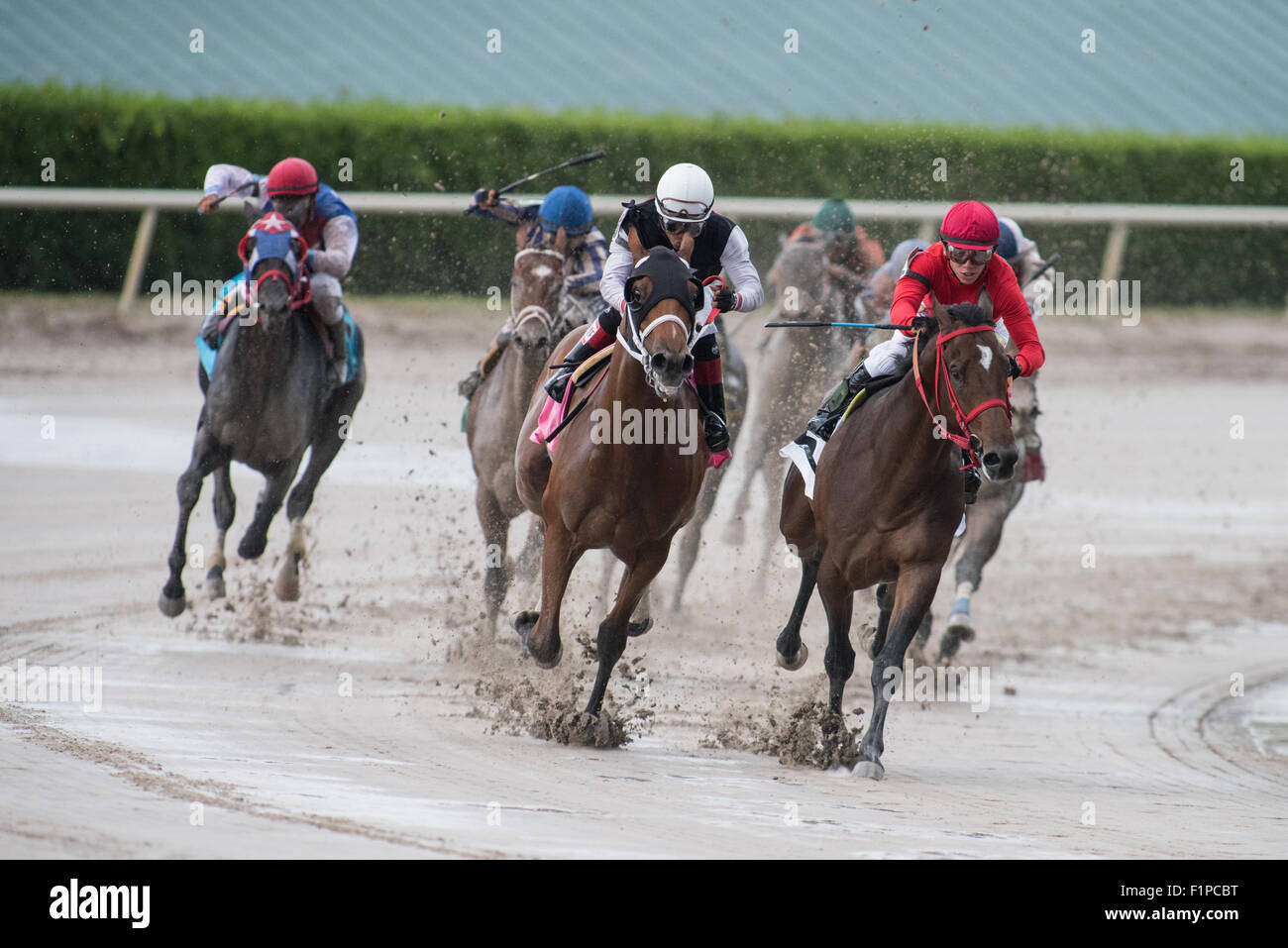 Horse racing at Gulfstream Race Track, Hallandale, Florida. Stock Photo