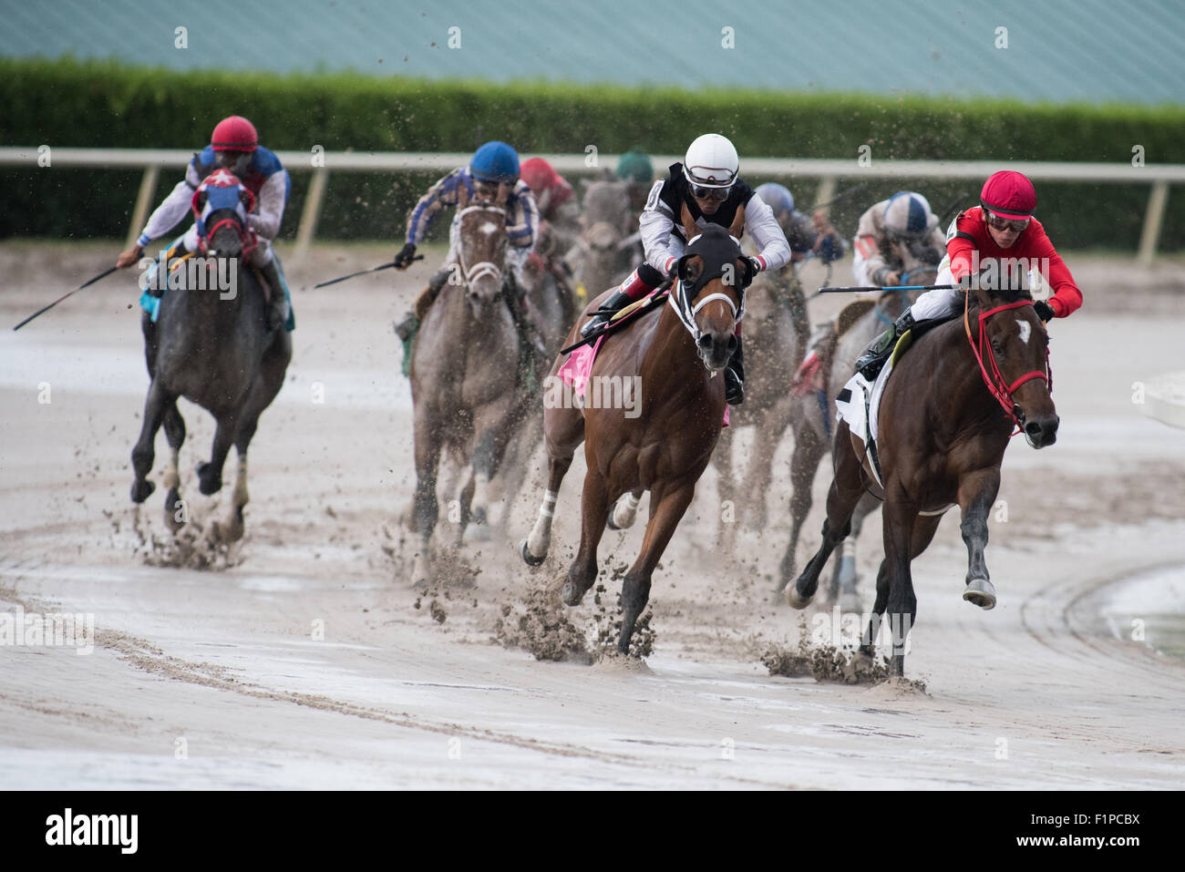 Horse racing at Gulfstream Race Track, Hallandale, Florida. Stock Photo