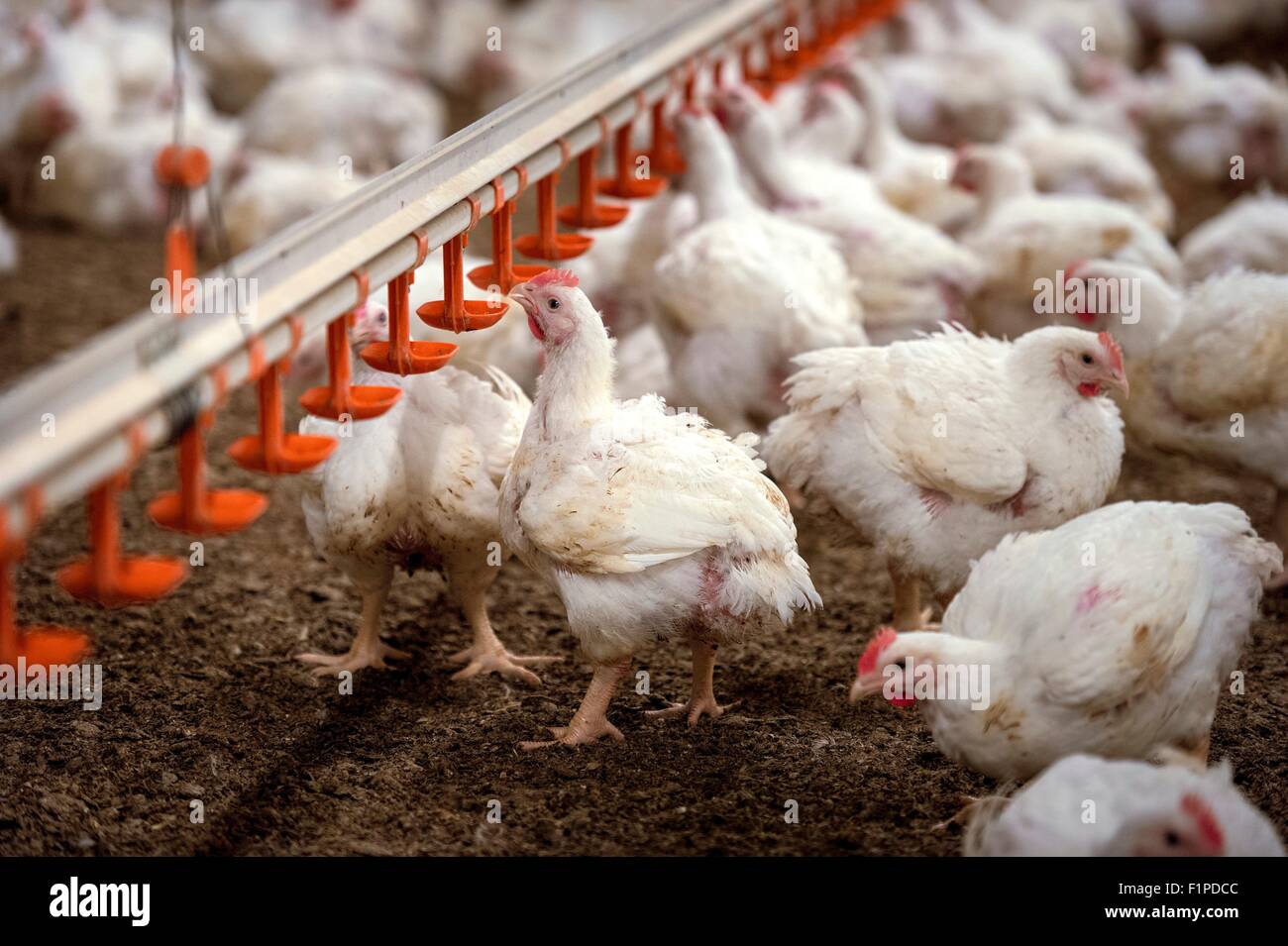 Hens feeding from a trough. Stock Photo