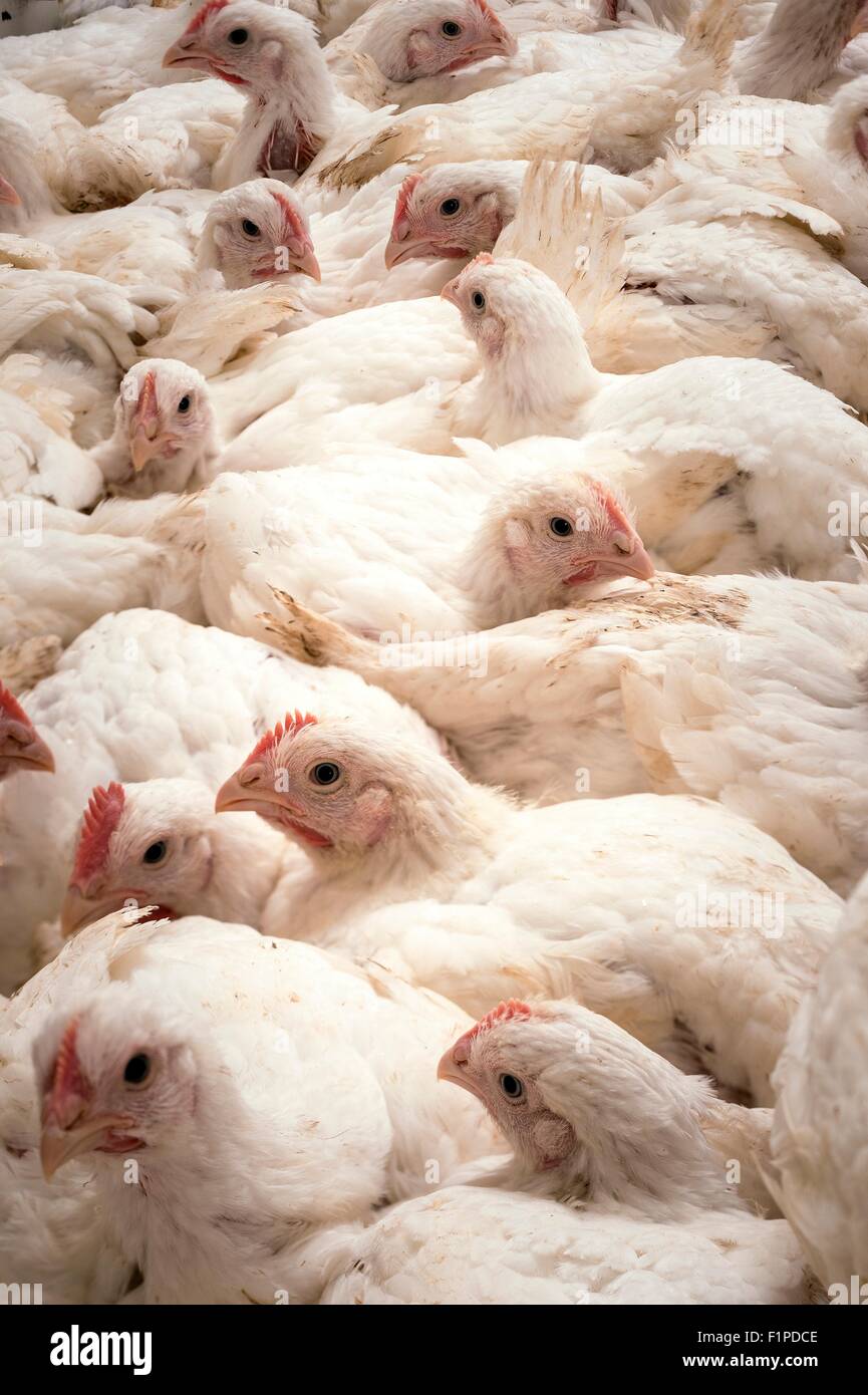 Large number of hens in a barn. Stock Photo