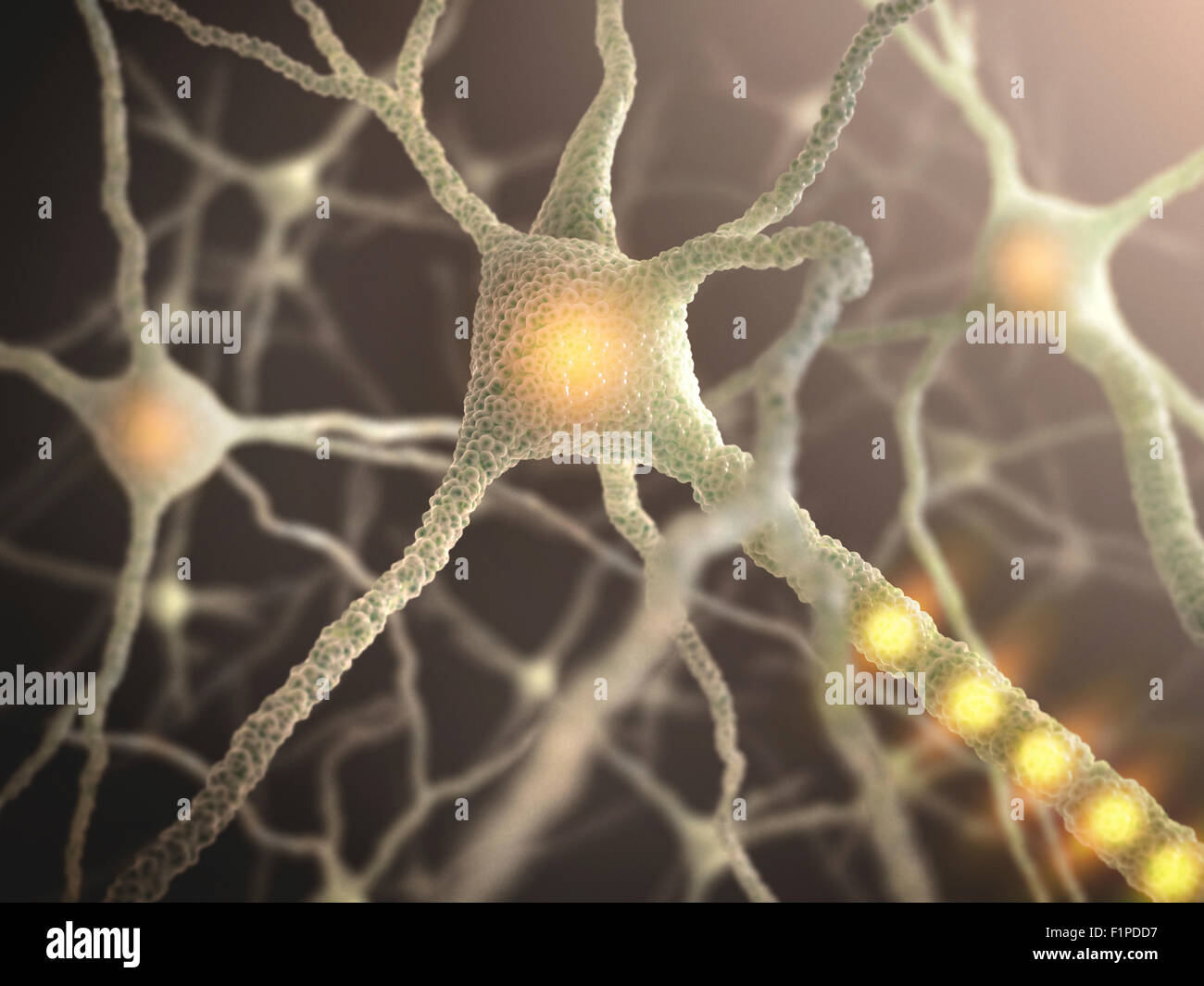 Nerve cell, computer illustration Stock Photo - Alamy