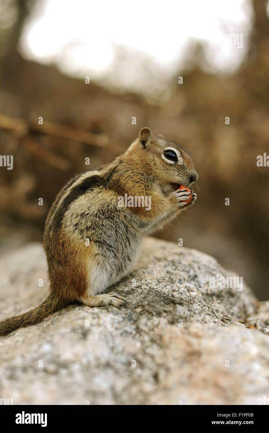 MILK CHIP MUNK TOPS 新品 Chip munk hi-res stock photography and images - Alamy