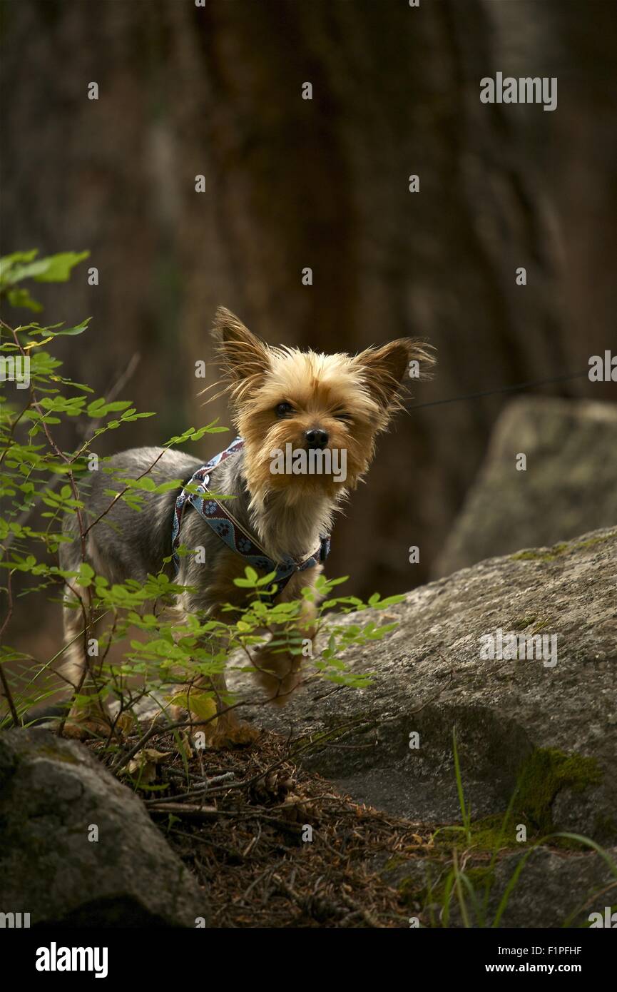 Dog in Forest. Small Silky Terrier on Leash. Deep Mountain Forest Stock Photo