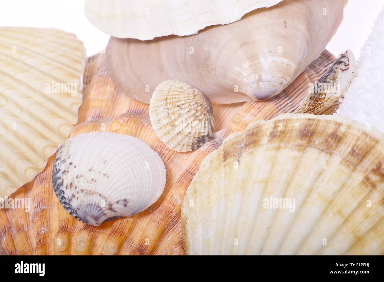 Decorative Shells. Ocean Shells. Stock Photo