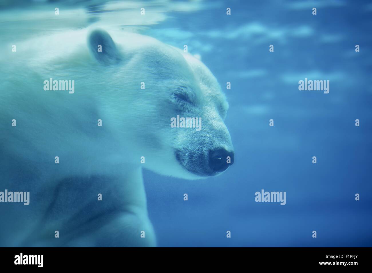 The Polar Bear /Ursus Maritimus/ Under the Water. Head shot. Horizontal Photo. POlar Bear is the World's Largest Land Carnivore Stock Photo