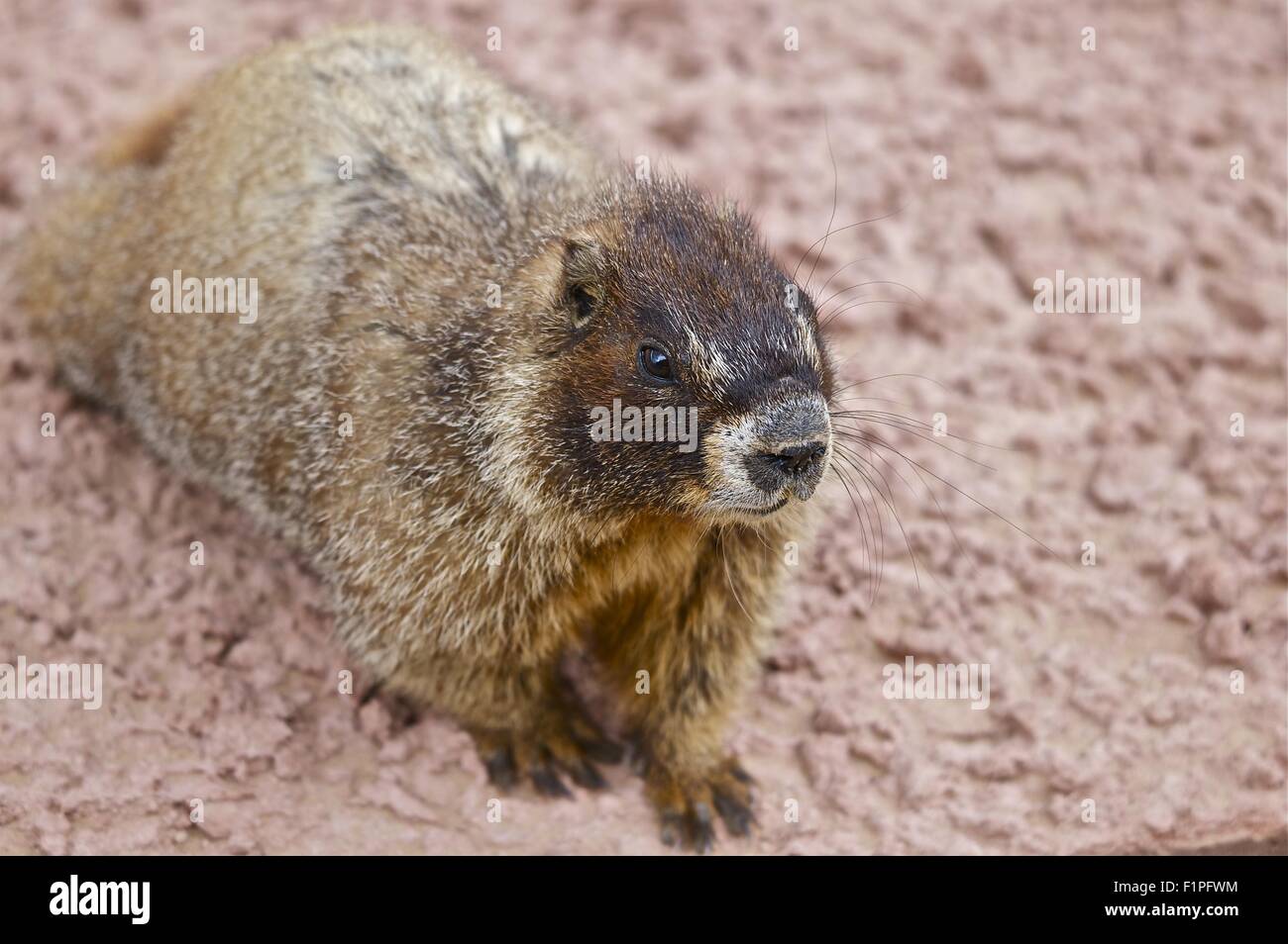 Pig whistle hires stock photography and images Alamy