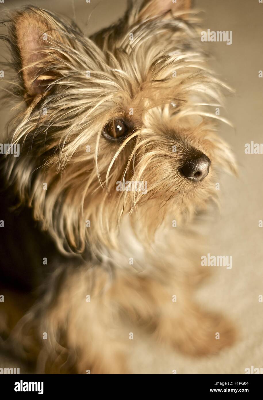 Sweet Doggie - Little Silky Terrier Puppie Stock Photo
