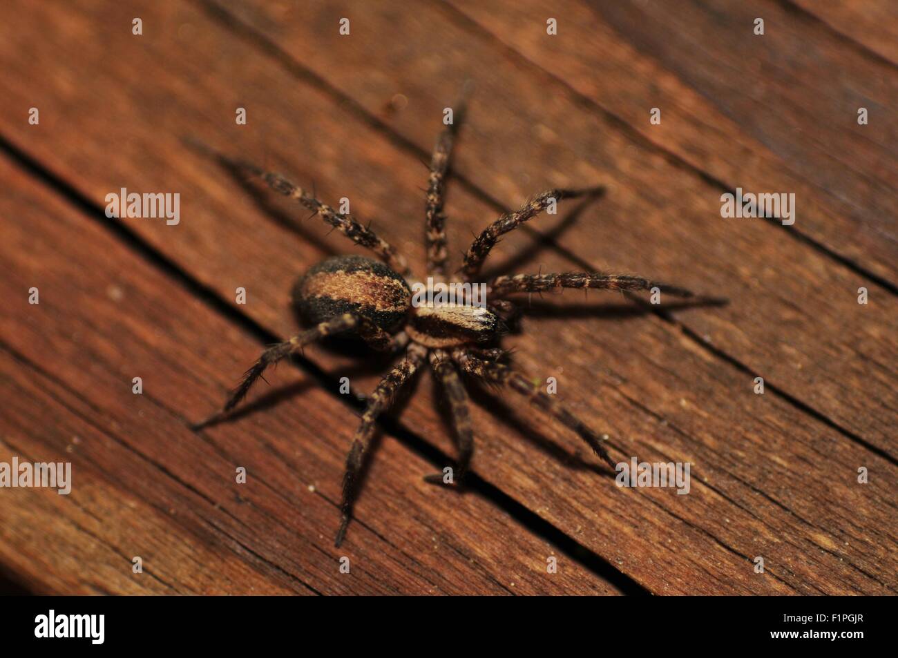 Home Spider on the Wood Deck Board Stock Photo - Alamy