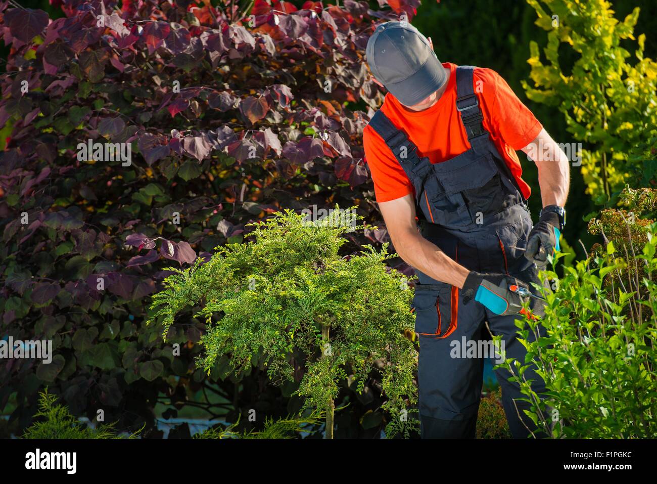 Gardener Working in a Garden. Plant Cutting, Also Known as Striking or Cloning. Stock Photo