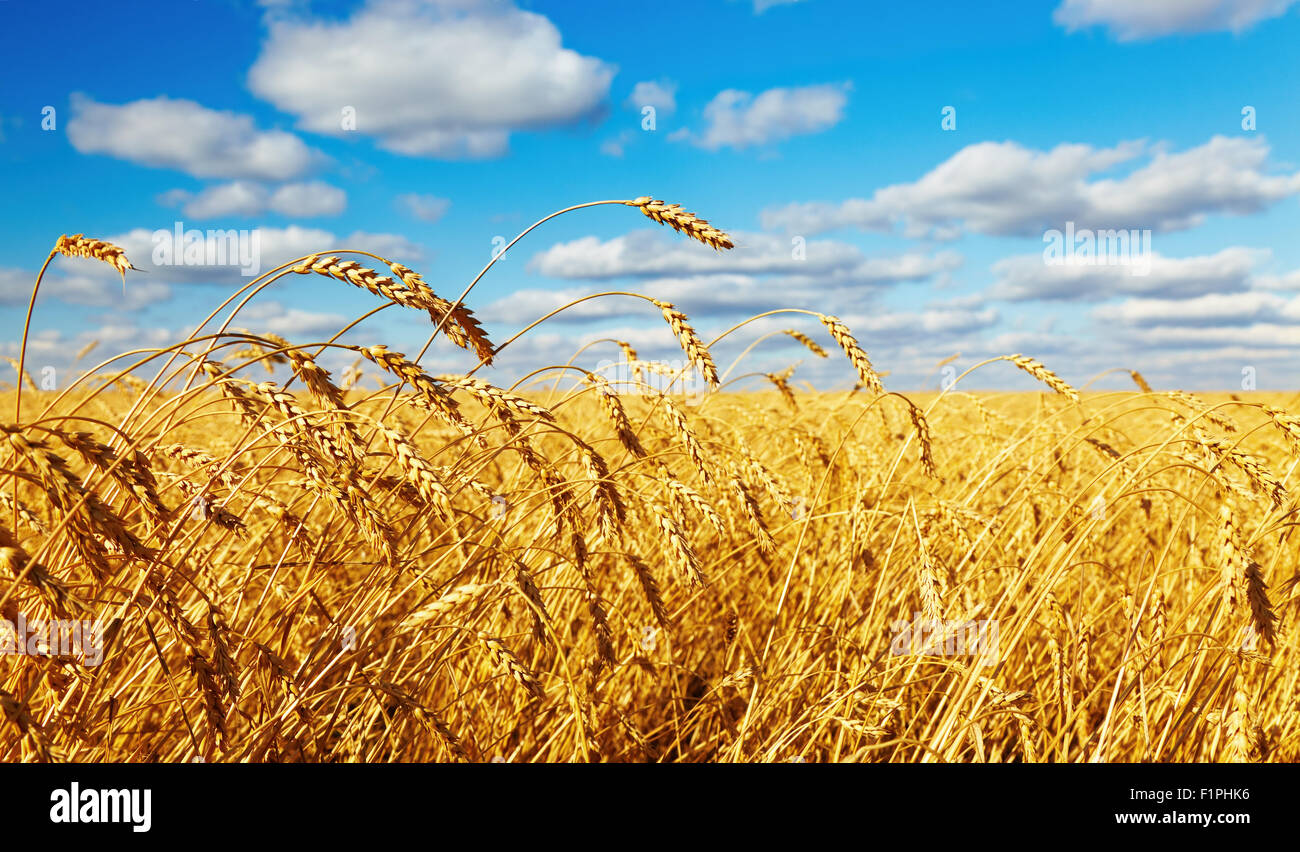 Wheat field and ripe ear close up Stock Photo