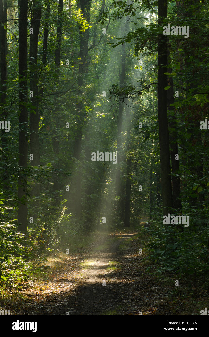 pathway in morning forest with sunbeams Stock Photo