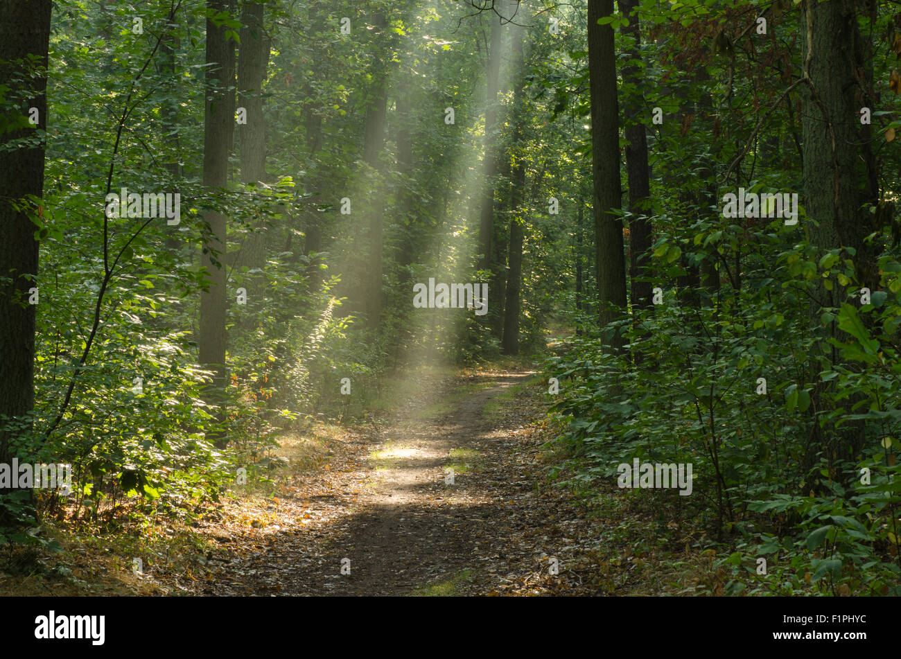 pathway in morning forest with sunbeams Stock Photo