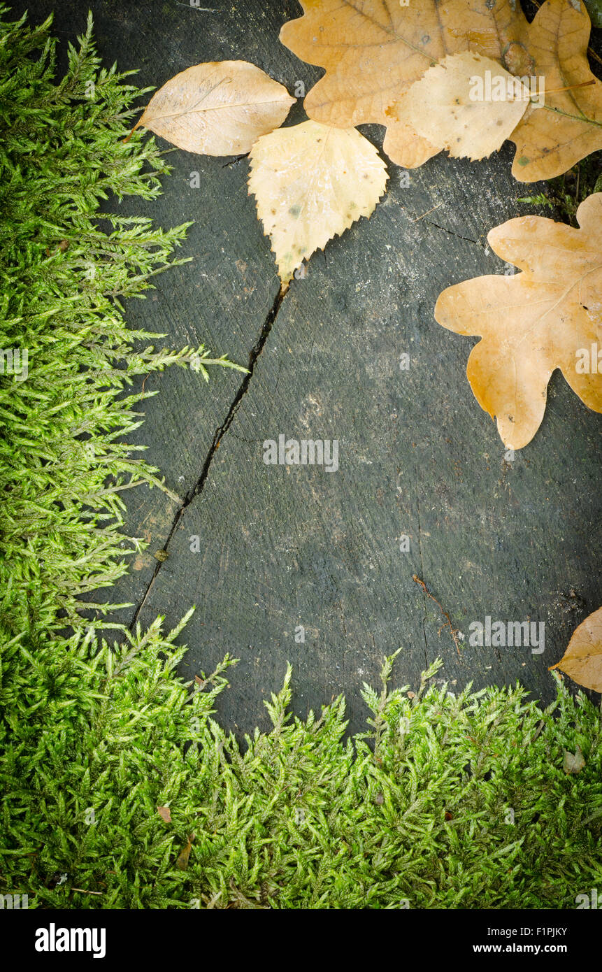 fall natural frame - moss and leaves on wood Stock Photo