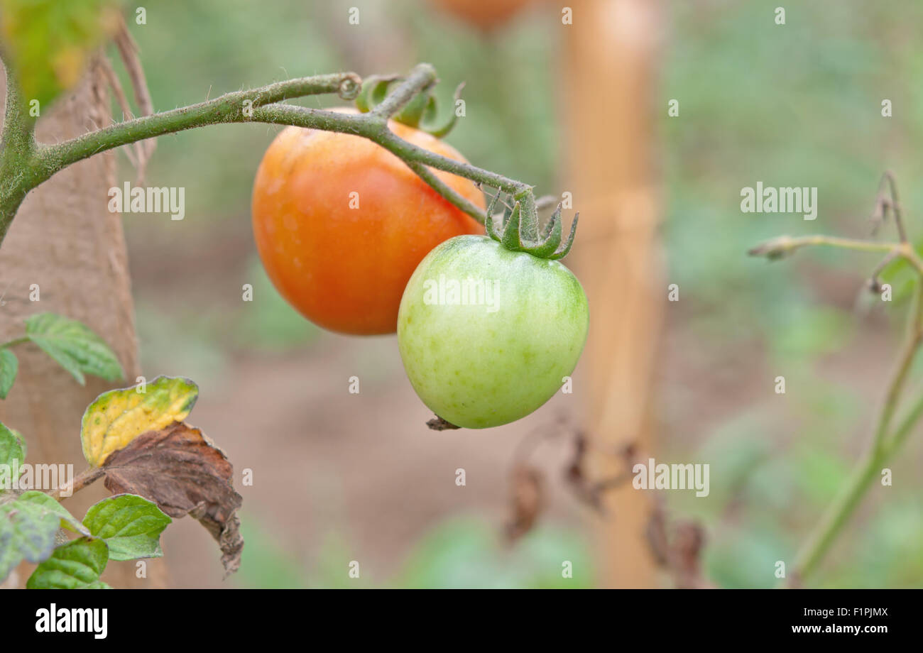 ripe tomato ready for picking. Close up Stock Photo Alamy