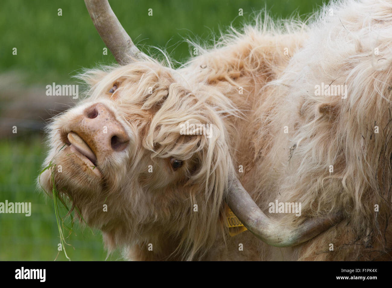 Highland Cow (Bos taurus). Using a horn to scratch flank, in an attempt to remedy an irritation out of reach in any other way. Stock Photo