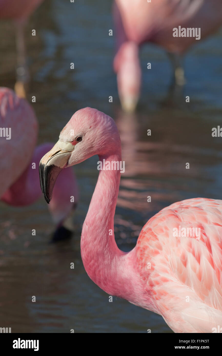 Andean Flamingo (Phoenicoparrus andinus). Native to high altitude wetlands in the Andes of South America. Stock Photo