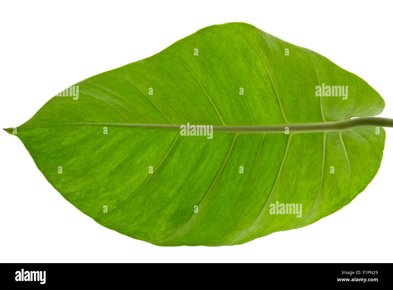 Epipremnum Aureum (scientific name), 'Marble Queen' or Devil's Ivy, isolated on white background and clipping path Stock Photo