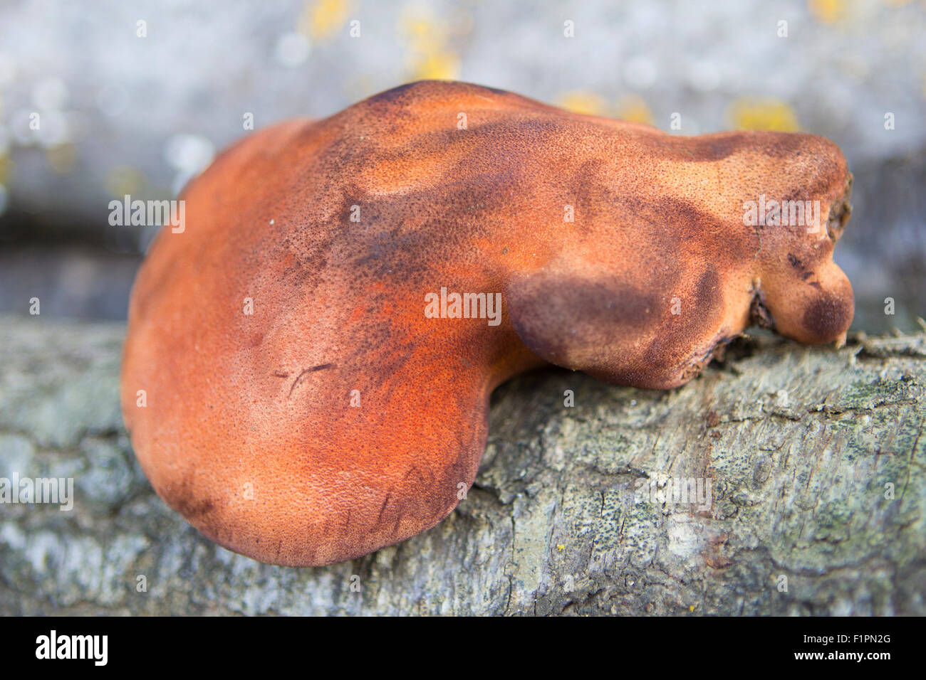 Fistulina hepatica- Beefsteak fungus isolated on wood Stock Photo