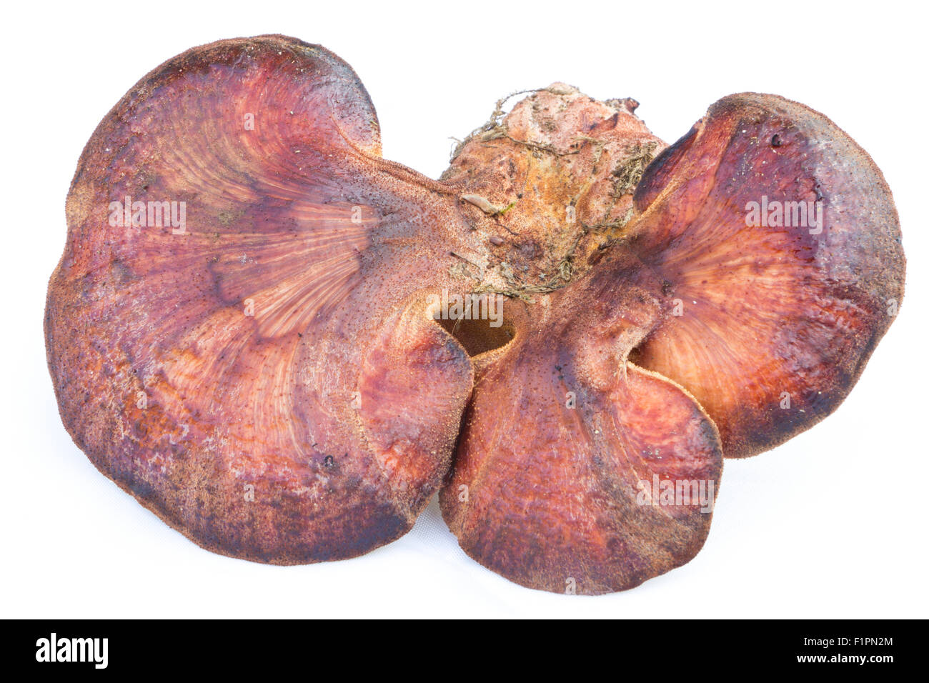 Fistulina hepatica mushroom, also known as the beefsteak polypore or the ox tongue. Stock Photo