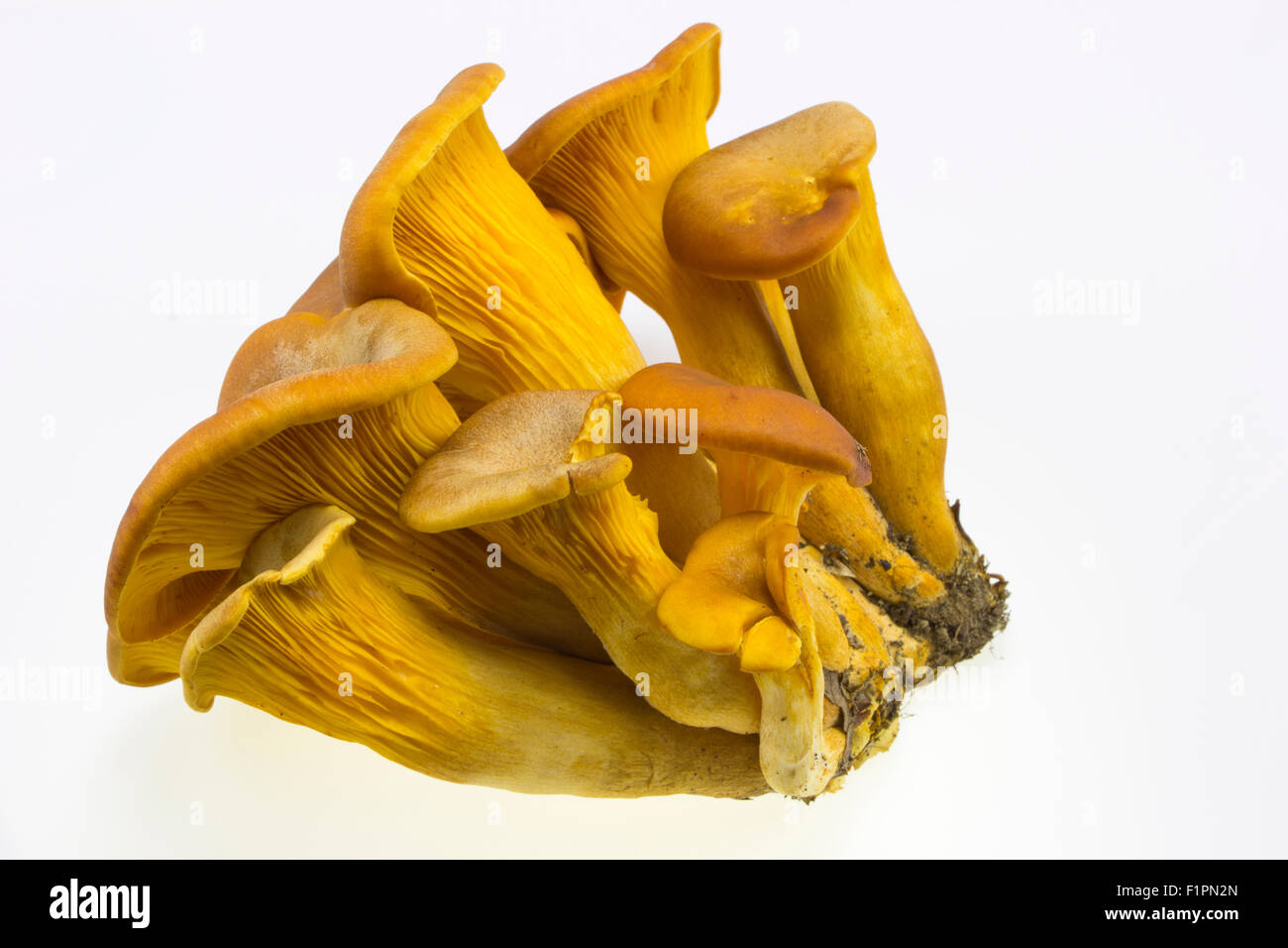 Specimens of omphalotus olearius (mushroom olive) isolated on white