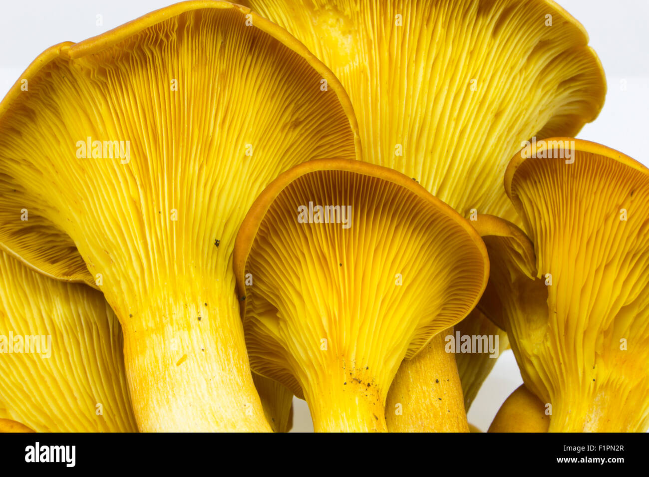 Orange jack-o-lantern mushroom (Omphalotus olearius) gills Stock Photo