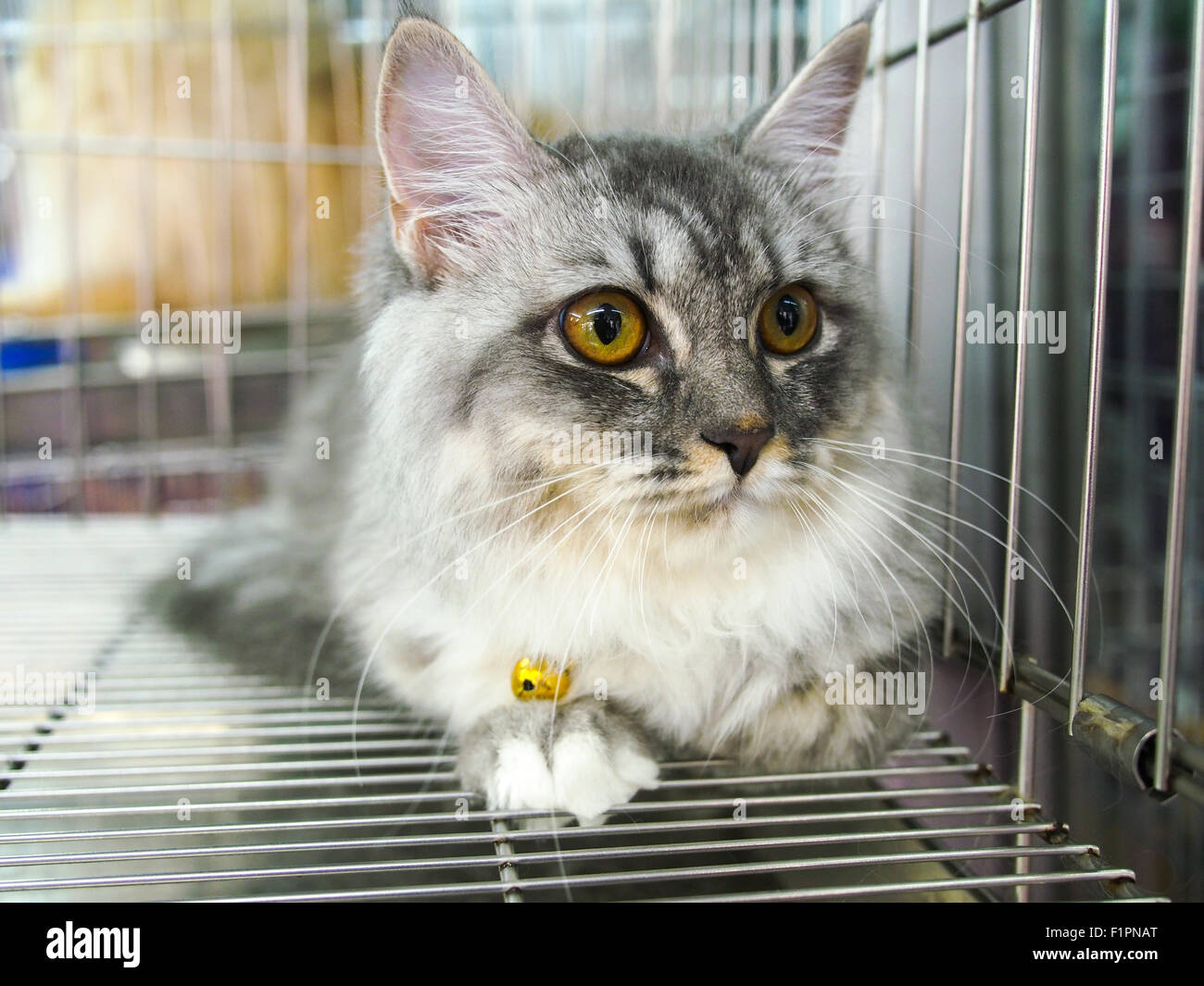 cats in kennel cage Stock Photo