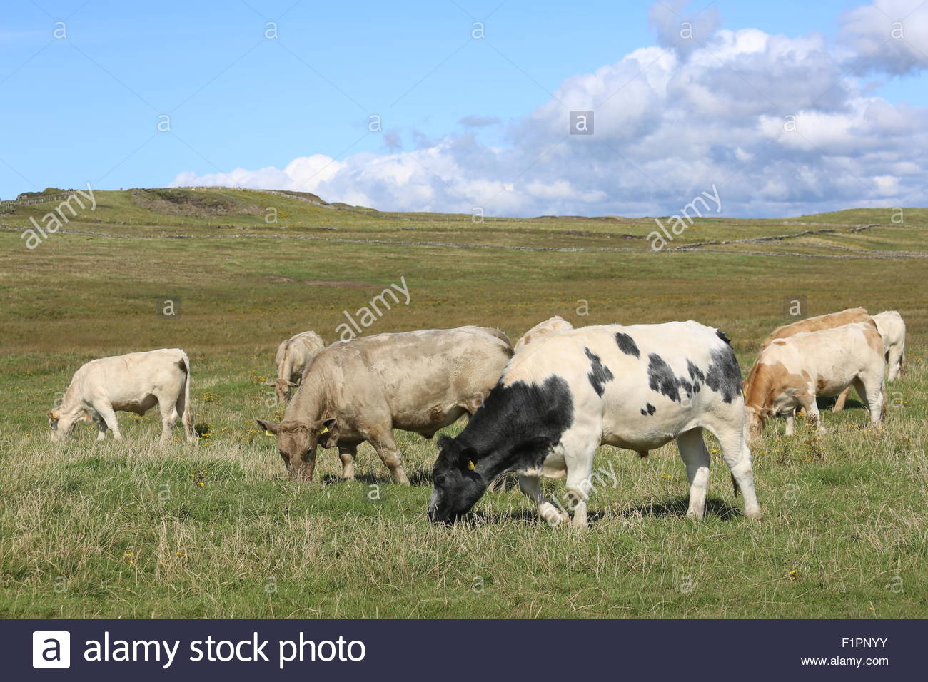 A herd of cattle grazing agricultural land and pastures in a field in Ireland. Credit
