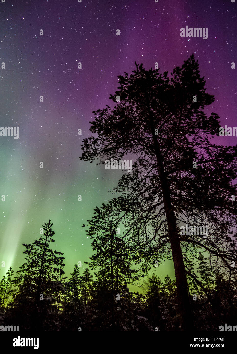 Northern lights in the sky Stock Photo Alamy