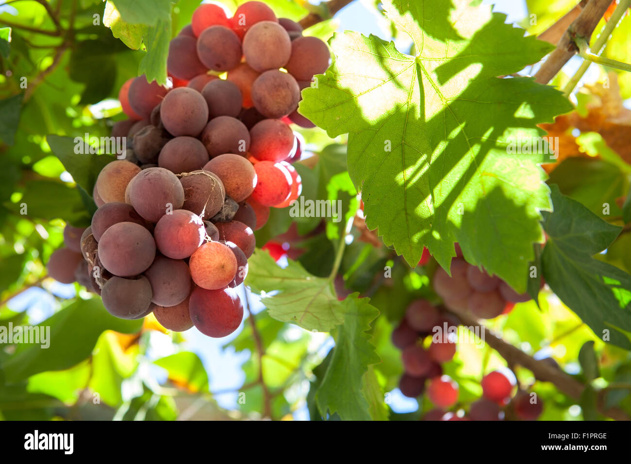 Vine arbor grapes closeup plenty of summer sun sunrays, Spain Stock Photo