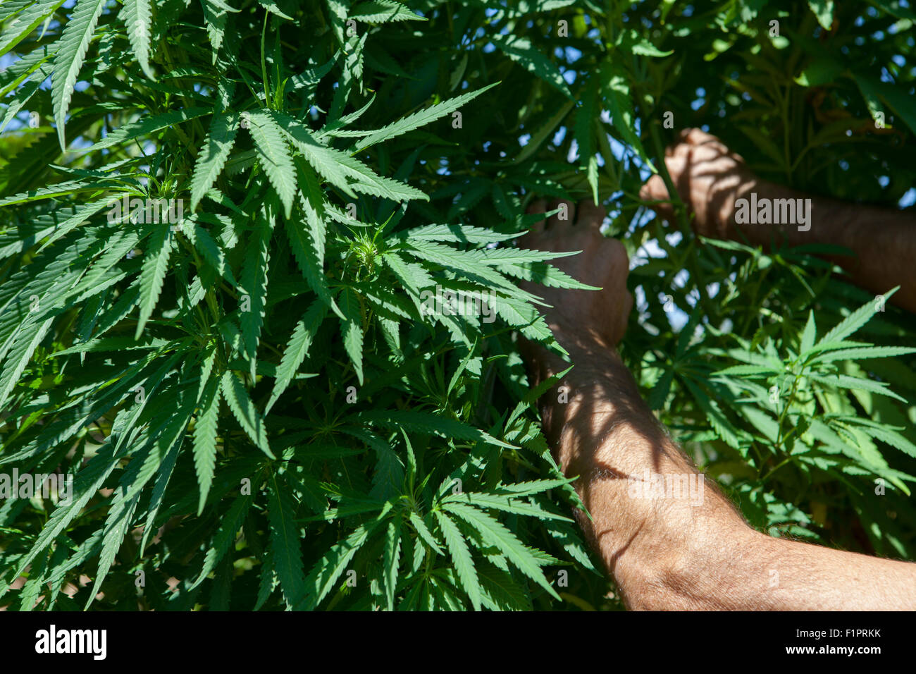 A man checks his plantation of marijuana plant Stock Photo