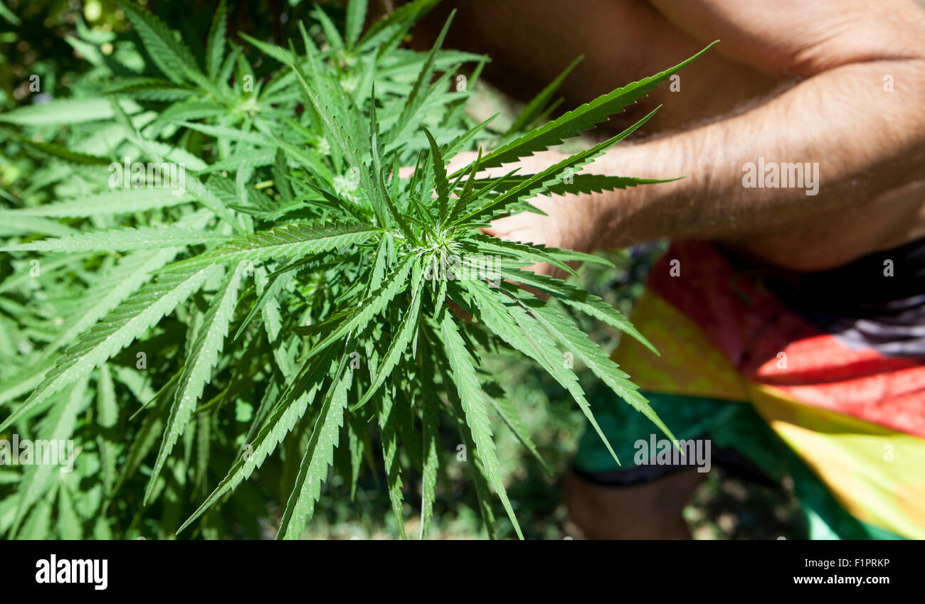 A man checks his plantation of marijuana plant Stock Photo