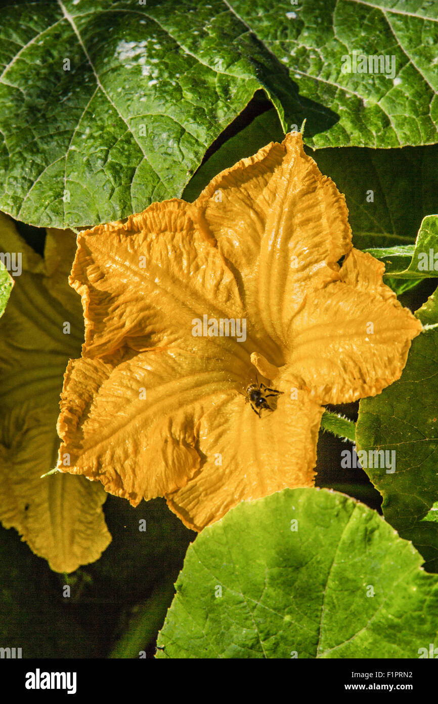 Beautiful yellow pumpkin flower on background of green leaves Stock