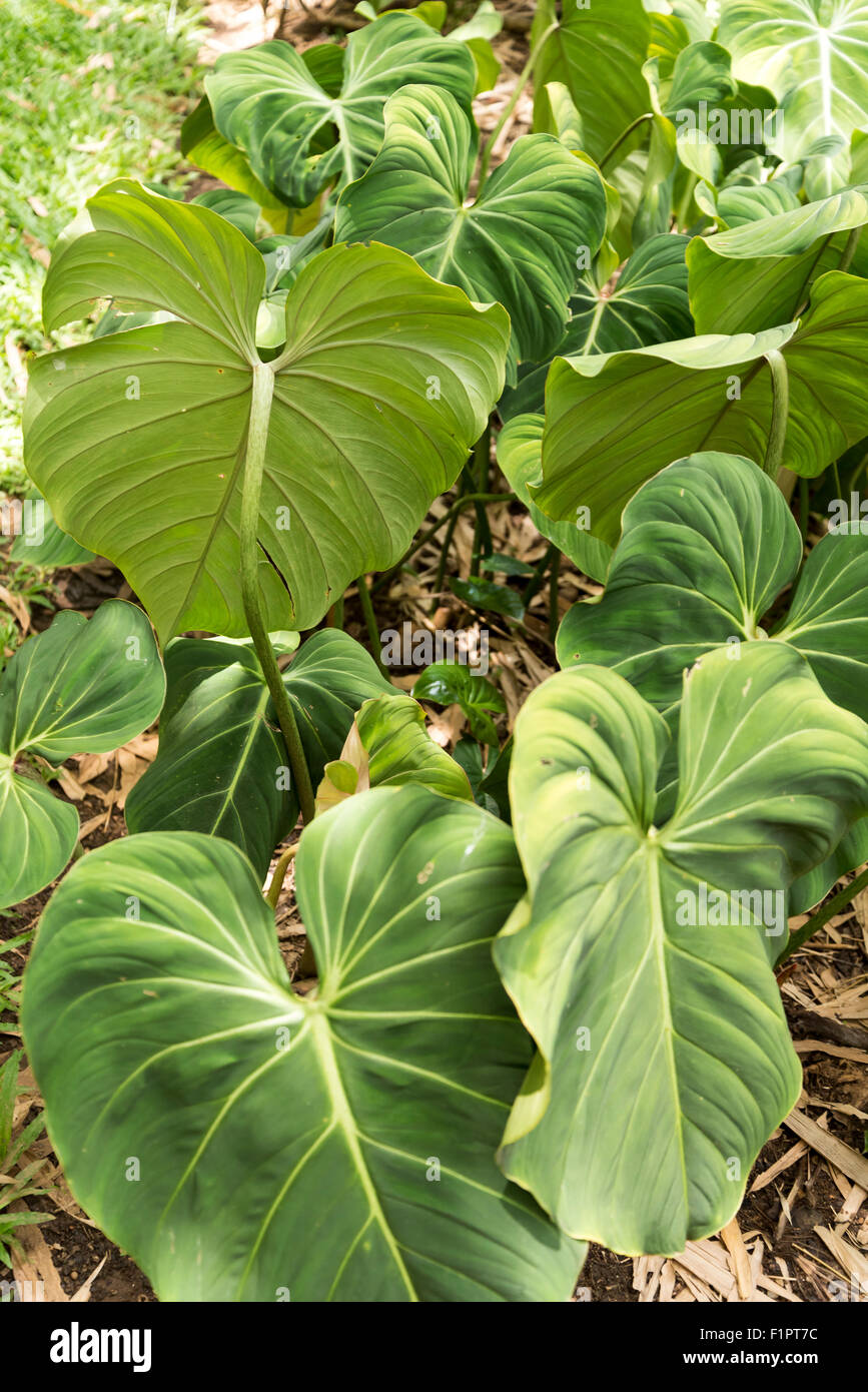 Royal Botanical Garden in Peradeniya near Kandy, Sri Lanka Stock Photo