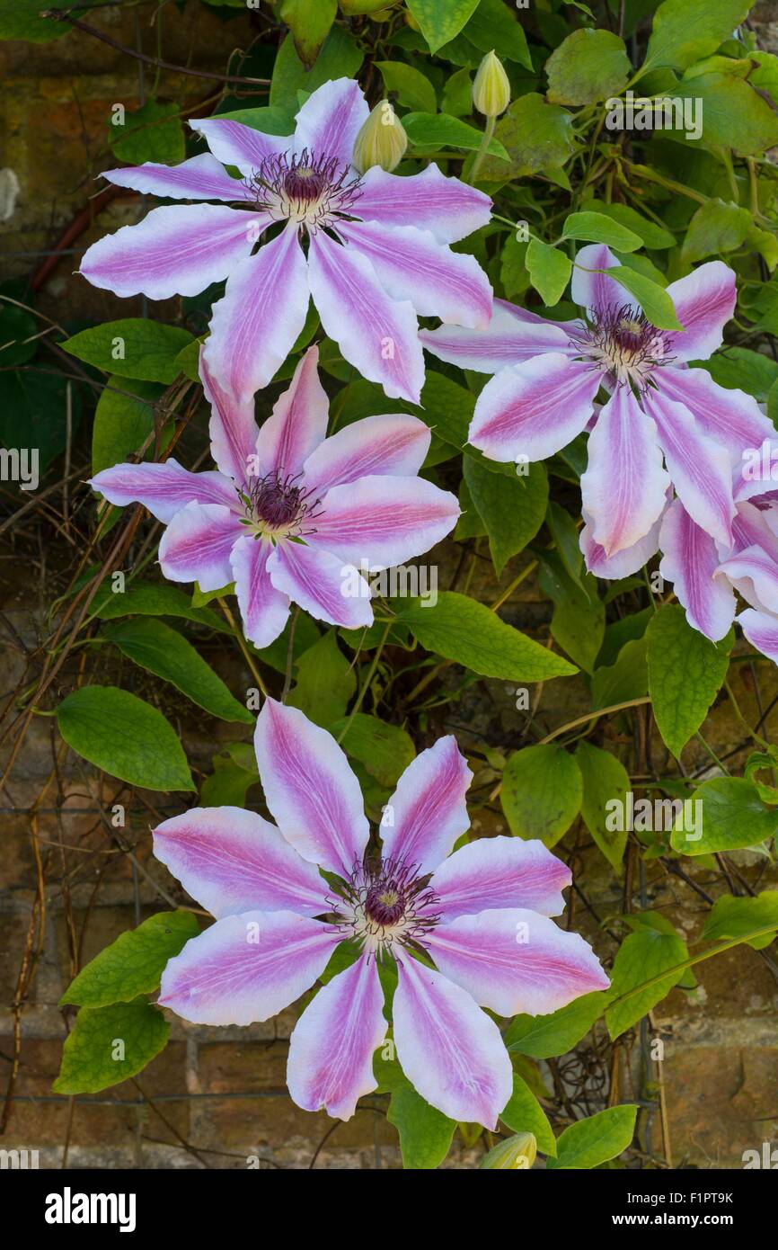 Clematis - Nelly moser Stock Photo