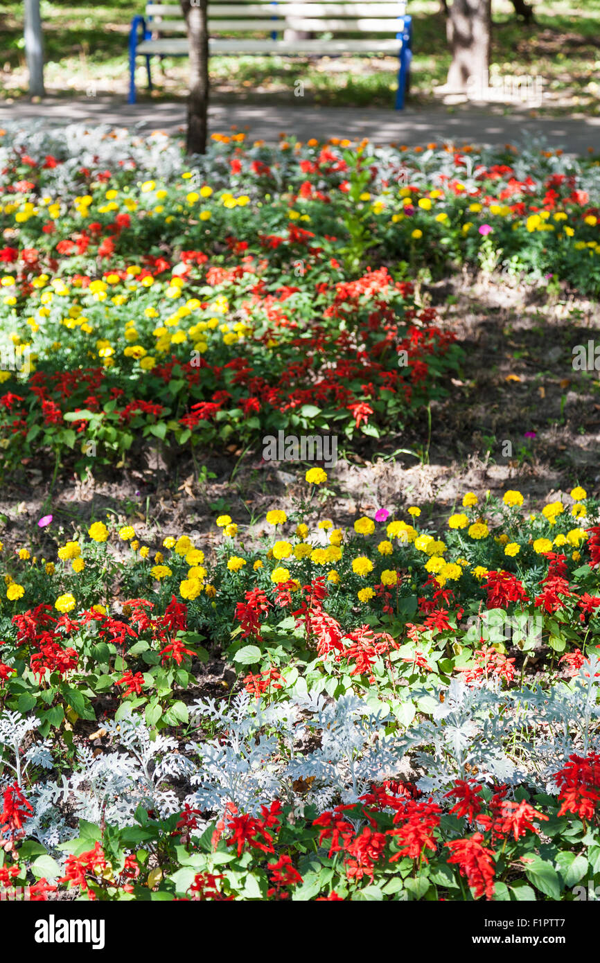 flowerbed with dianthus flowers and cineraria maritima plant in urban garden Stock Photo