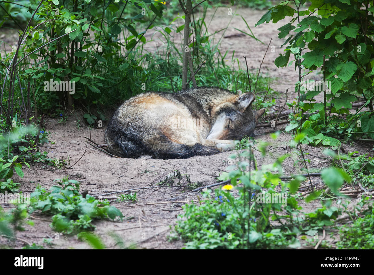 Wolf sleeping alone curled up on the ground. Stock Photo