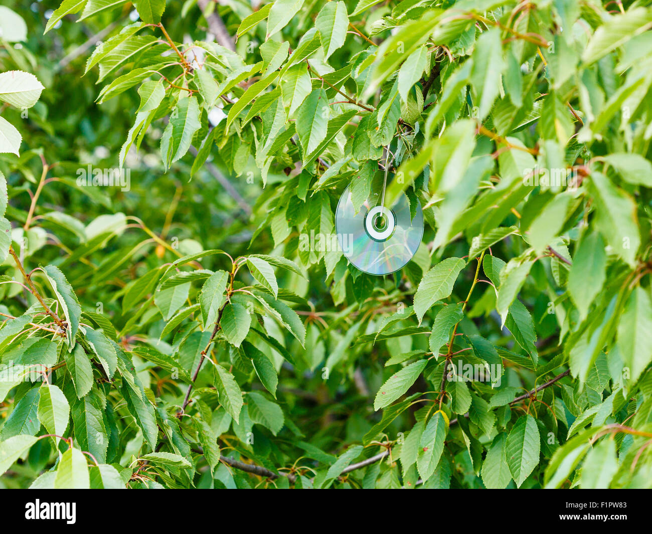 shiny compact disc on black cherry tree to scare birds in orchard Stock Photo