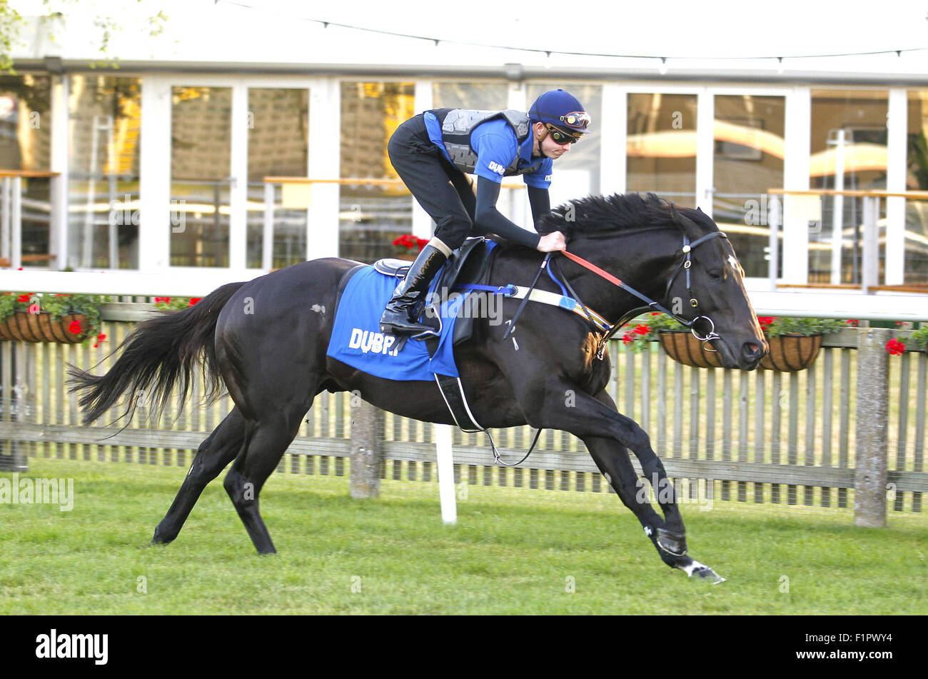 Australian superstar sprinter Brazen Beau having a racecourse gallop at